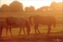 pferde-sunrise_ran.jpg